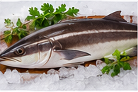 Cobia (Motha) representative image