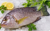 Emperor Fish (Vila) representative image