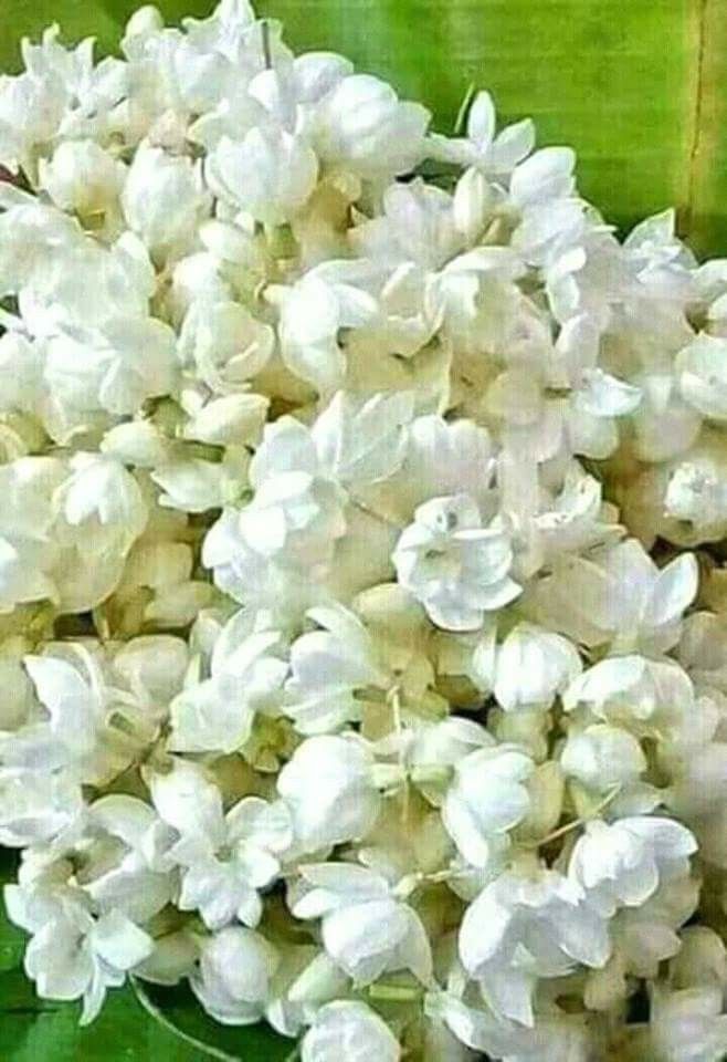 Fresh Mullappoo 3 Mtrs. Onam Special