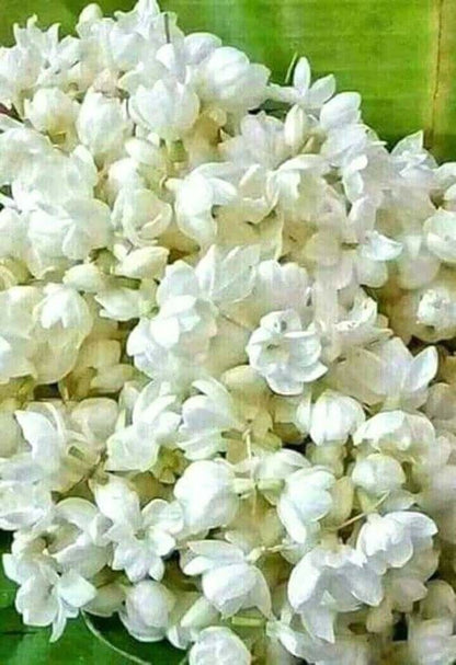 Fresh Mullappoo 3 Mtrs. Onam Special