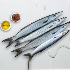 Barracuda (ശീലാവ്) - 1 KG