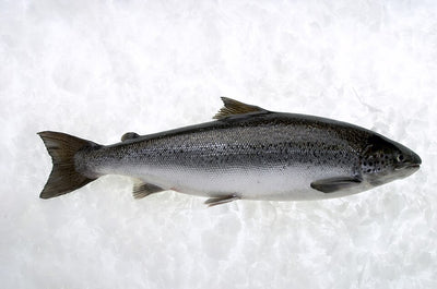 Salmon - 1 KG