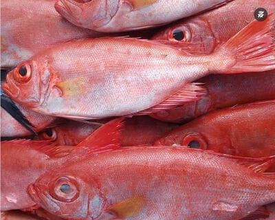 Fresh JTB (Kilimeen) – Cleaned, Curry Cut & Packed 1kg