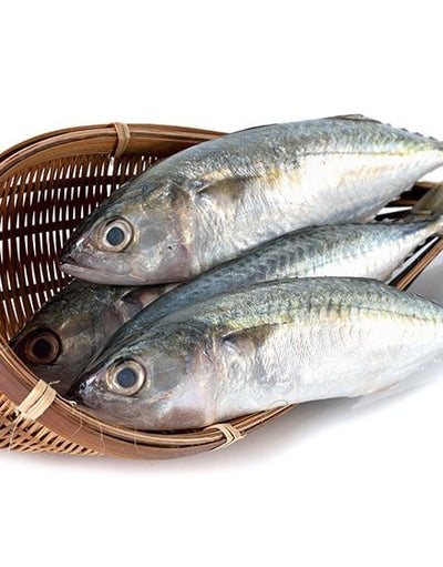 Indian Mackerel (അയല)