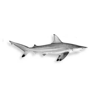 Shark (സ്രാവ്) - 1 KG