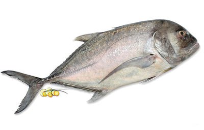 Travelly (വറ്റ) - 1 KG