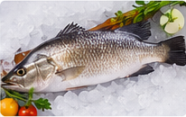 Barramundi (Kalanji) representative image