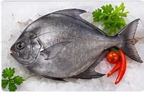 Black Pomfret (Avoli) representative image