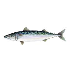 Mackerel 1Kg