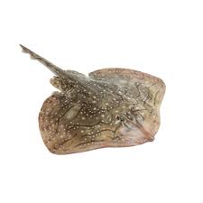 Ray Fish 700G