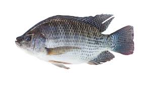 Tilapia Whole 1Kg