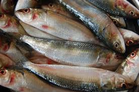 Fresh Indian Sardine 1kg