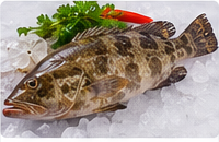 Grouper (Hamoor) representative image