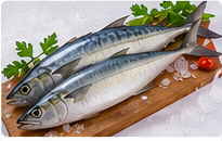 Indian Mackerel (Ayala) representative image
