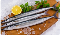 Needle Fish representative image