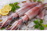 Needle Squid (Kanava) representative image
