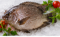Pearlspot (Karimeen) representative image