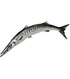 Baracuda 1kg