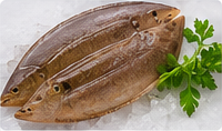 Solefish (Maanthal) representative image