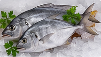 Trevally (Vatta) representative image